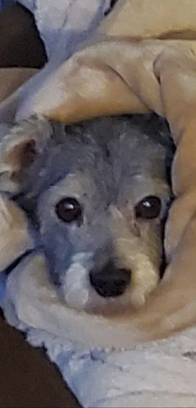 Cozy dog wrapped in a beige soft blanket, looking cute and warm.