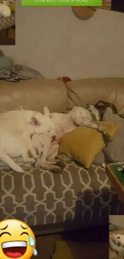 Two dogs snuggling on a cozy couch with pillows.