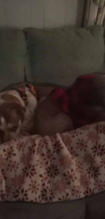 Two dogs snuggled on a decorative blanket on a sofa.