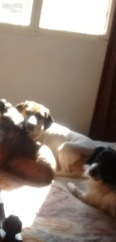 Three cozy dogs relaxing in a sunlit room, creating a warm and inviting atmosphere.