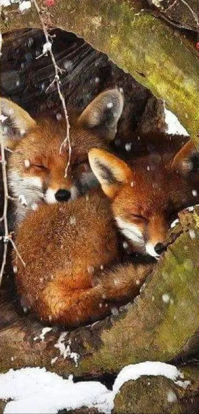 Two foxes nestled in a tree hollow, surrounded by snow.