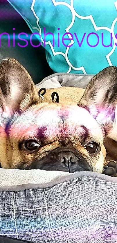 French Bulldog relaxing in a stylish dog bed on a sofa with pillows.