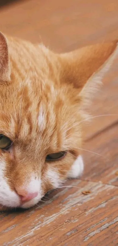 Cozy ginger cat laying on wooden floor.