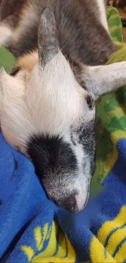 Goat resting peacefully on colorful blankets.