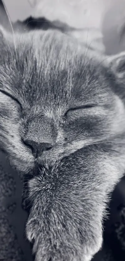 Cozy gray cat sleeping peacefully in monochrome wallpaper.