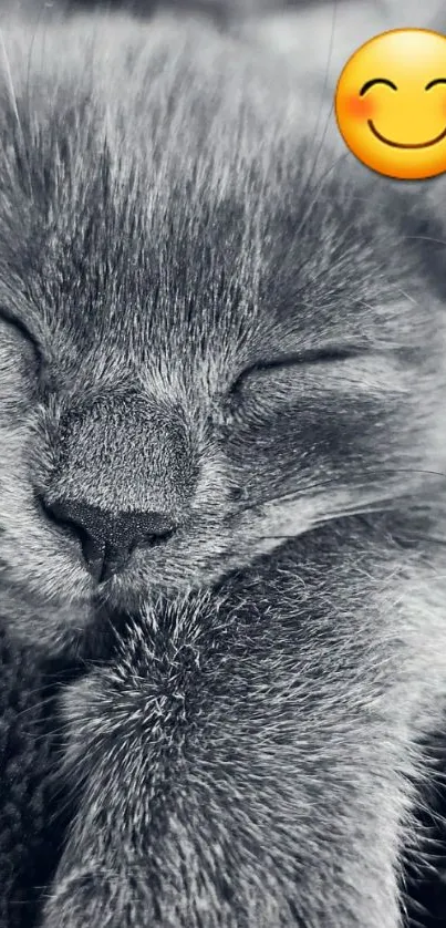 Gray kitten sleeping with a smiling emoji on mobile wallpaper.