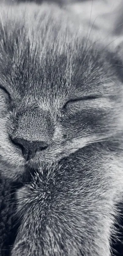 Sleeping gray cat in a cozy position on a soft blanket.