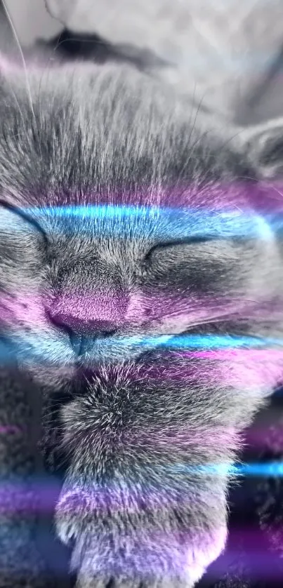 Cute grey kitten snuggled in dark blankets, peacefully sleeping.