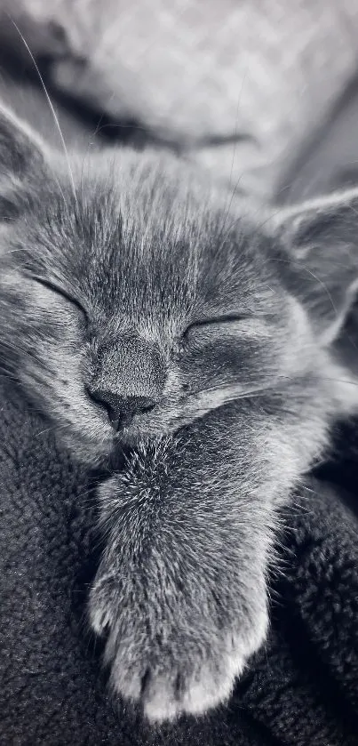 Sleeping grey kitten cuddled up in a soft blanket.