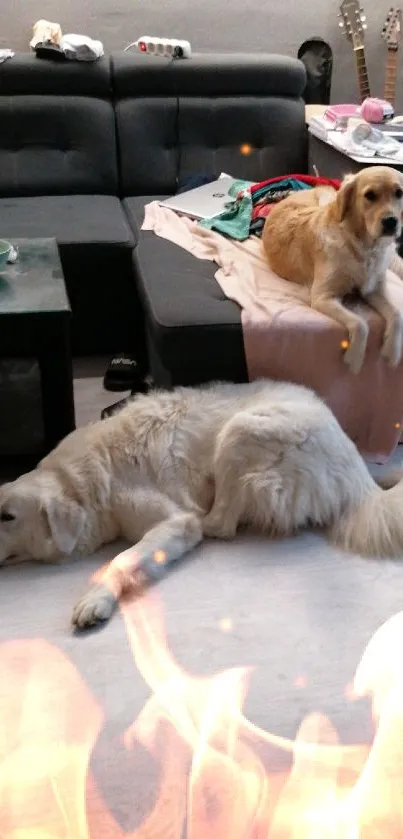 Two fluffy dogs relaxing in a cozy living room.