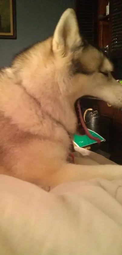 Yawning husky dog in a cozy room setting.