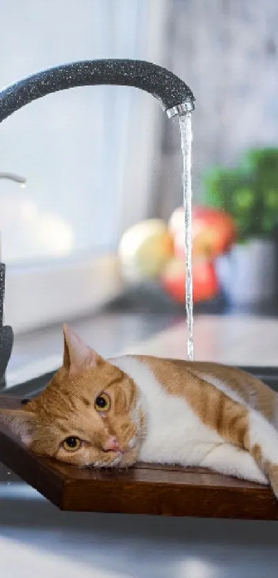 Cat lounging in a kitchen sink with home decor.