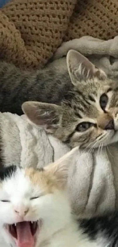 Three playful kittens on a brown knit blanket, adding a cozy touch to your screen.