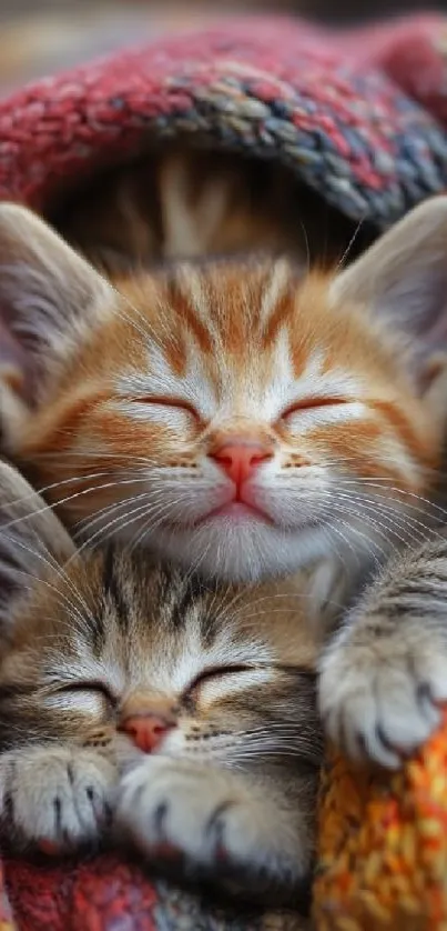 Two kittens sleeping cozily in a colorful blanket.