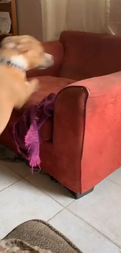 Dog jumping onto a red armchair in a cozy living room.