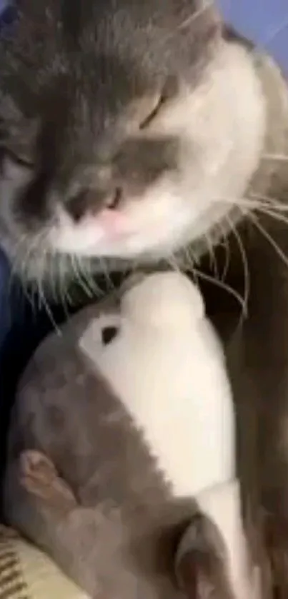 Otter cuddling a plush dolphin on a cozy blanket.