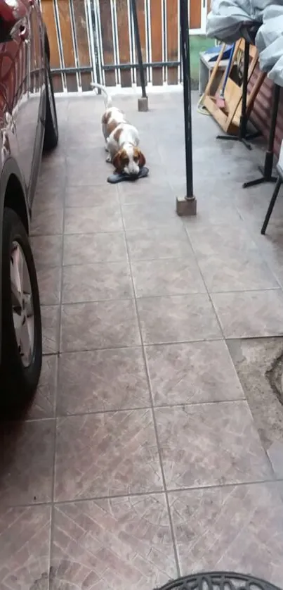 A patio with parked car, cute dog, and rustic decor.