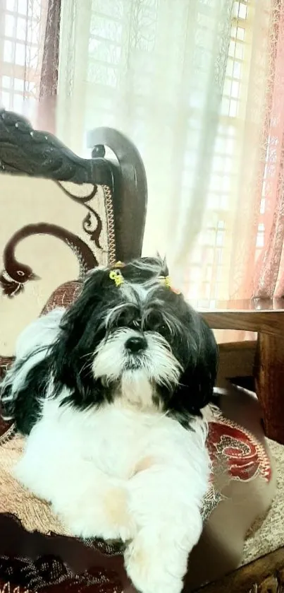 Cute dog relaxing on a vintage armchair with natural light backdrop.