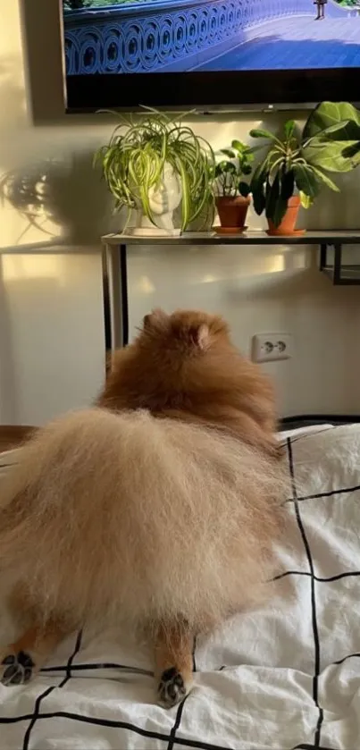 Fluffy dog lying on bed in sunlit room with plants.