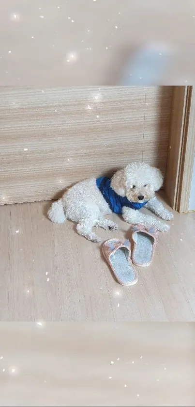 Adorable poodle by a wooden door with slippers, sparkling effect.