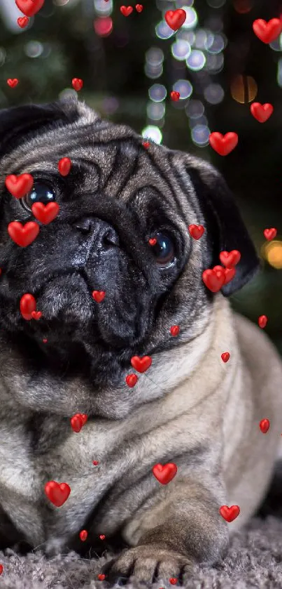 Cute pug lying down in front of a festive Christmas tree.