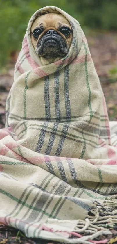 Adorable pug wrapped in a plaid blanket on a forest path.