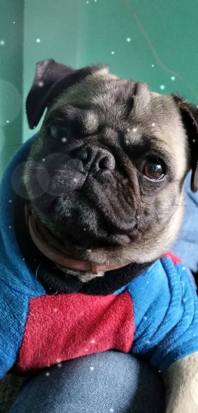 Pug wearing a colorful sweater, looking adorable.