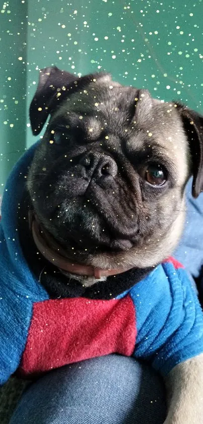 Adorable pug in hoodie with starry backdrop.