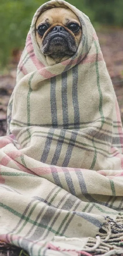 Cute pug wrapped in a plaid blanket amidst nature.