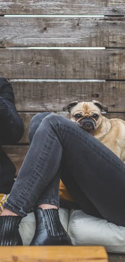 Cozy pug snuggling indoors with friends, rustic setting.