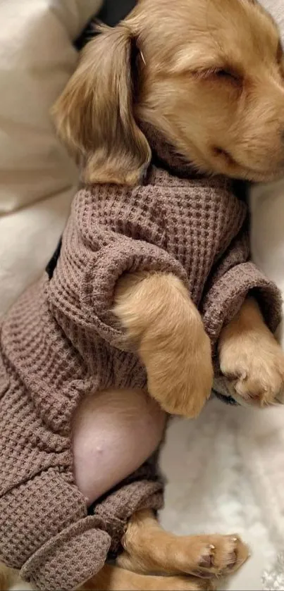 Sleeping puppy in brown pajamas on a cozy bedding background.