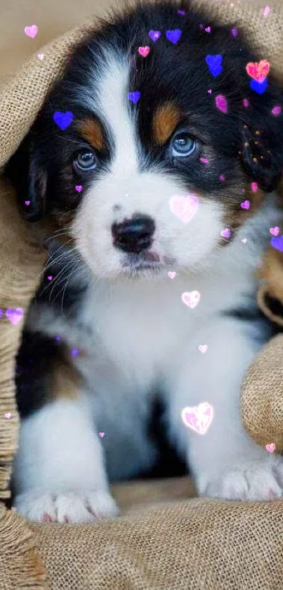 Adorable puppy with blue eyes nestled in burlap.