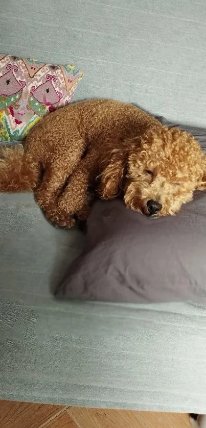 Cute puppy resting comfortably on a gray couch with pillows.