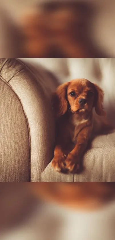 Adorable brown puppy on a beige couch.