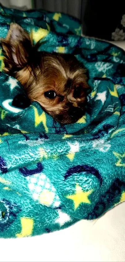 Cute dog snuggled in a colorful, star-patterned teal blanket.