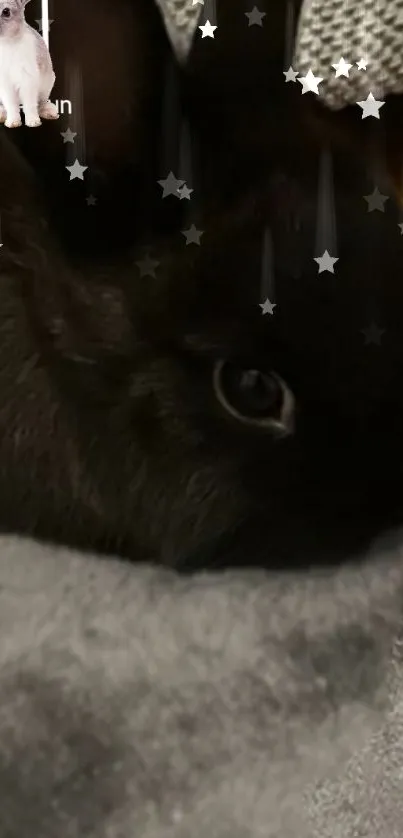 Dark gray rabbit snuggled with a starry overlay.