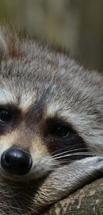 A cozy raccoon resting on a tree branch in a natural setting.