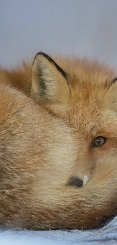 Cozy red fox curled up on snowy ground.