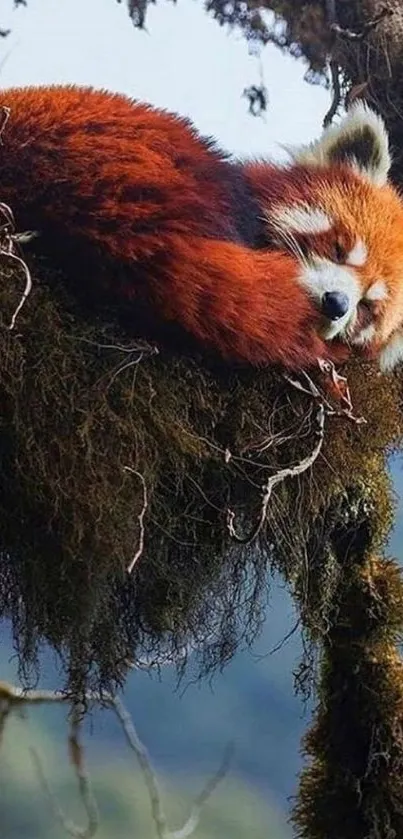 Red panda sleeping on tree branch in forest setting.