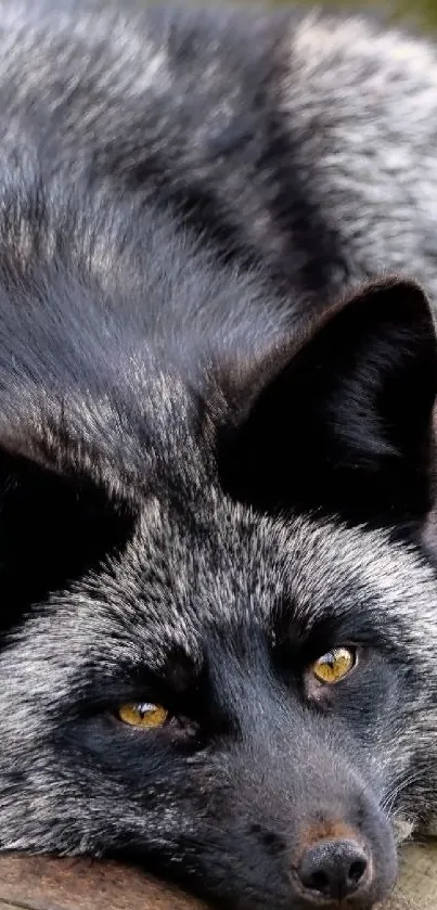 Serene silver fox curled up as mobile wallpaper.