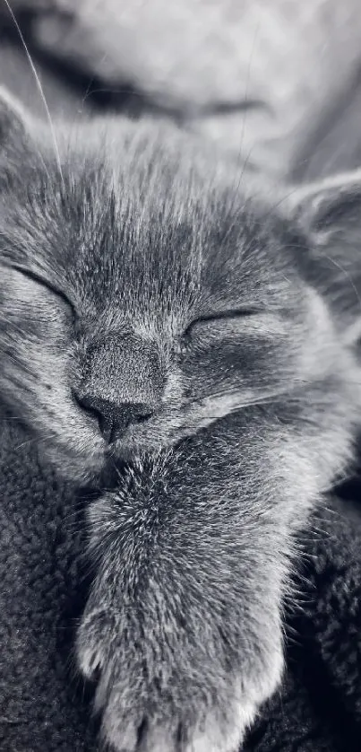 Adorable sleeping kitten in a cozy gray blanket.