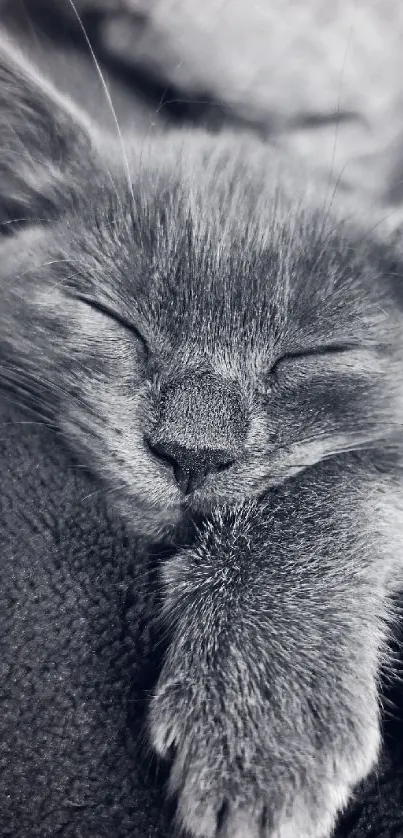 Gray kitten sleeping on soft blanket.