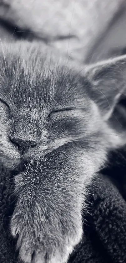 Gray kitten sleeping peacefully on a soft blanket.