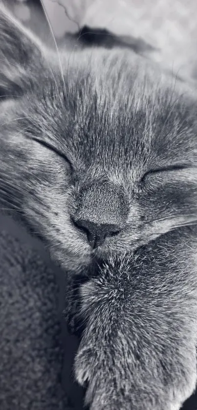 A serene grayscale wallpaper featuring a sleeping kitten with closed eyes.