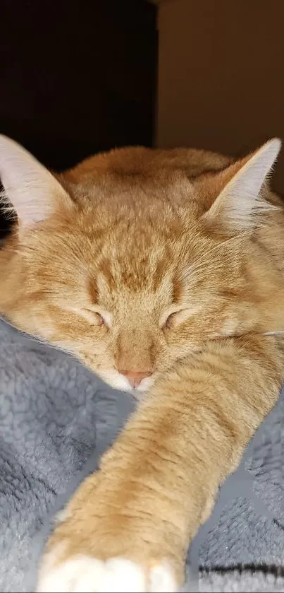 Peaceful ginger cat sleeping on a cozy gray blanket.