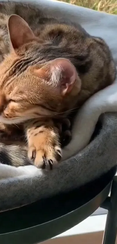 Bengal cat sleeping on a cozy blanket in soft sunlight.