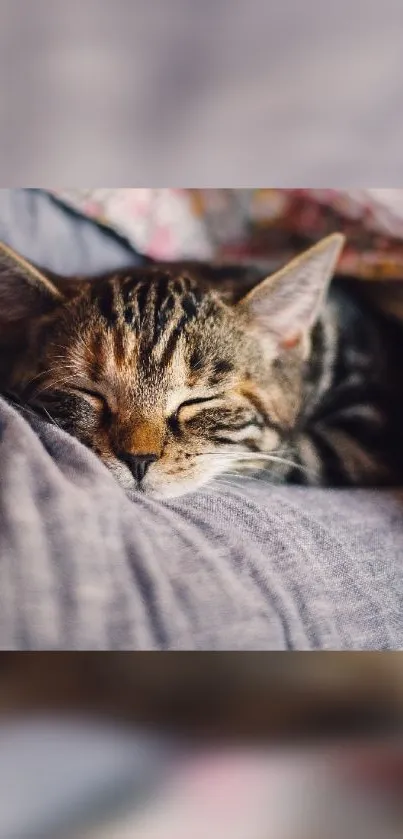 Cozy tabby cat peacefully sleeping on a soft gray blanket.