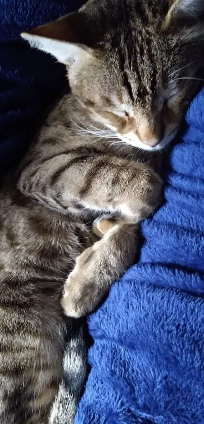 Tabby cat sleeping on blue blanket, cozy mobile wallpaper.