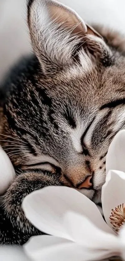 Adorable sleeping cat nestled among white flowers.