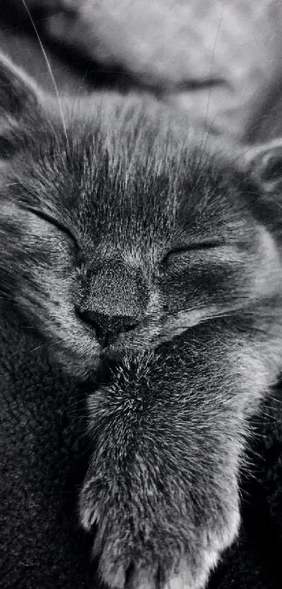 Black and white wallpaper of a cute sleeping kitten.